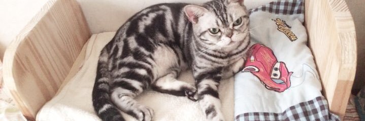 fiona_cat's profile banner image