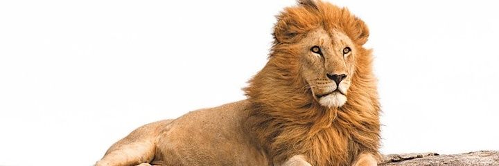 avlokitmeshram's profile banner image