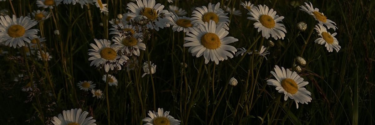 comaru_u's profile banner image