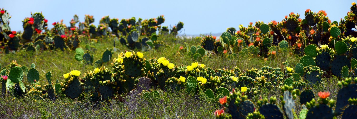 Valley Morning Star banner