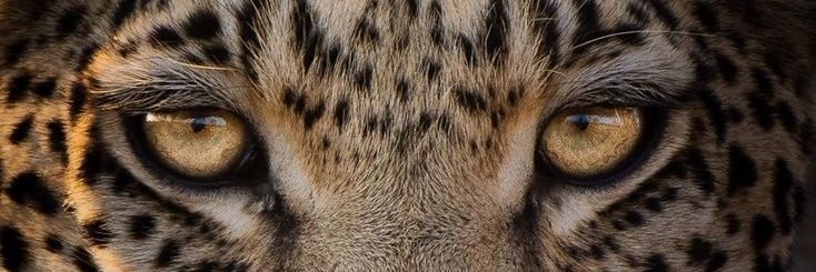 maddy 🐆💧 banner