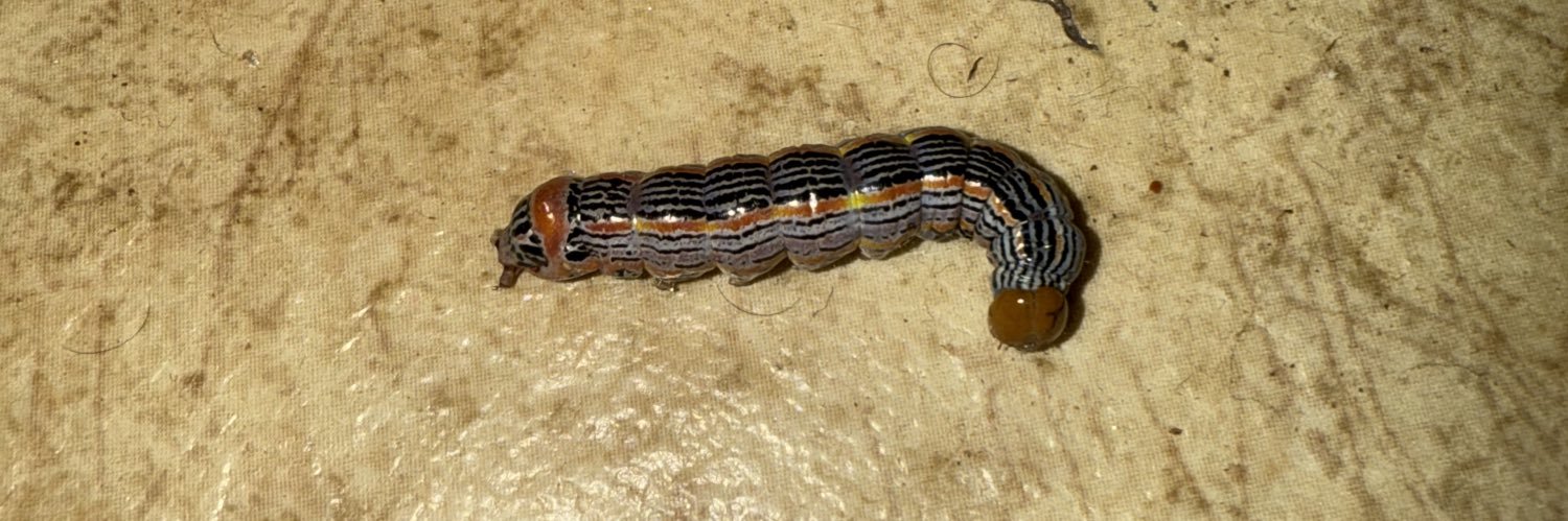 GeekerBoyPosse banner