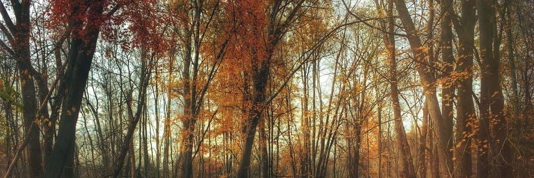 سلطانة الشمري banner