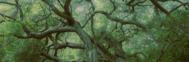 raye☕️ banner