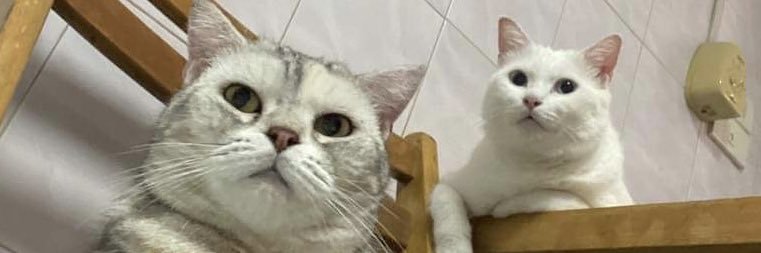 mookookook's profile banner image