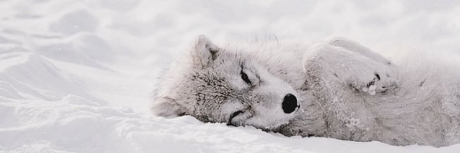 ꉓꃅꋪꀤꌗ banner