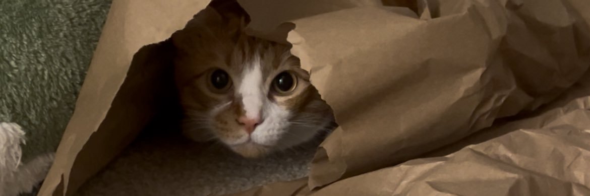 macaroni 🧀 banner