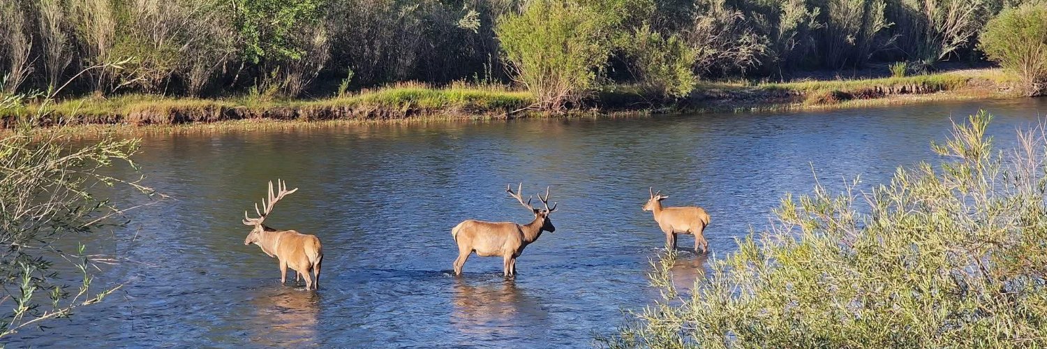 Баклаврант banner