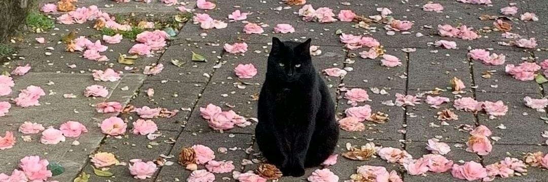 you smell like a rose banner