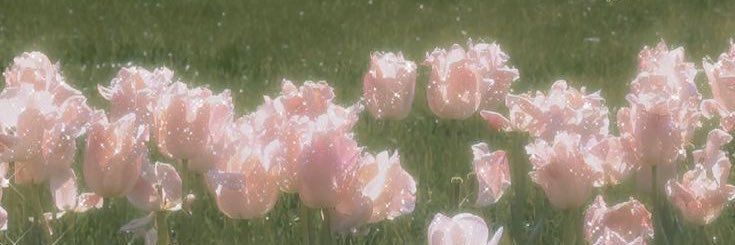 كوكو شانيل 🌸 banner