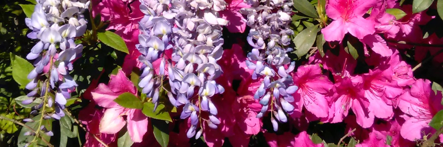 SweetJuneDreams's profile banner image