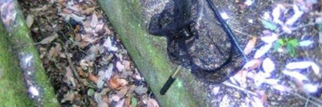 どこにでも、いる banner