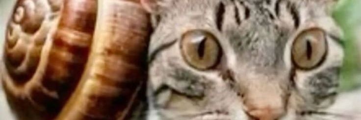 Ellie Partridge banner