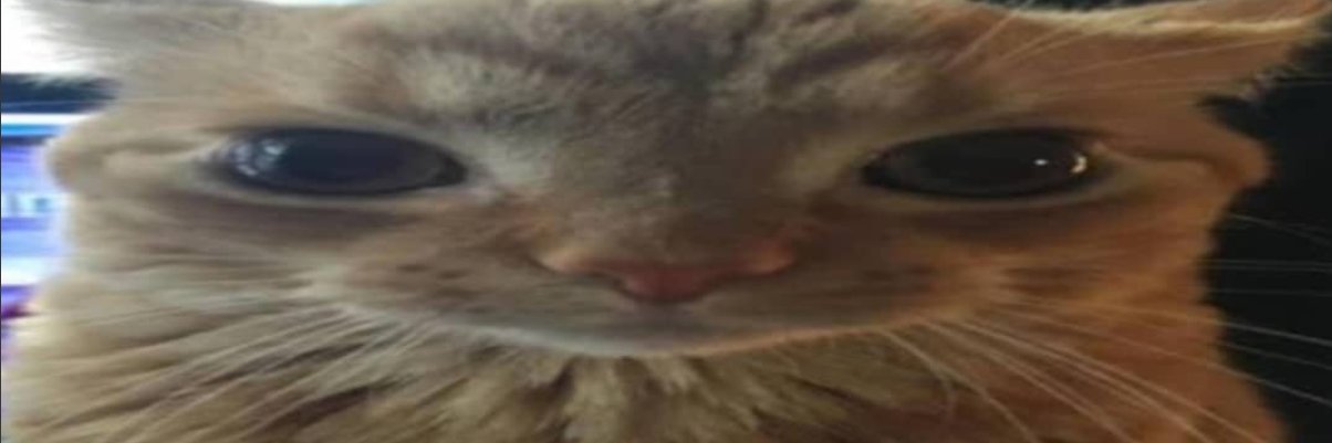 SomeGuyWithACatPFP banner