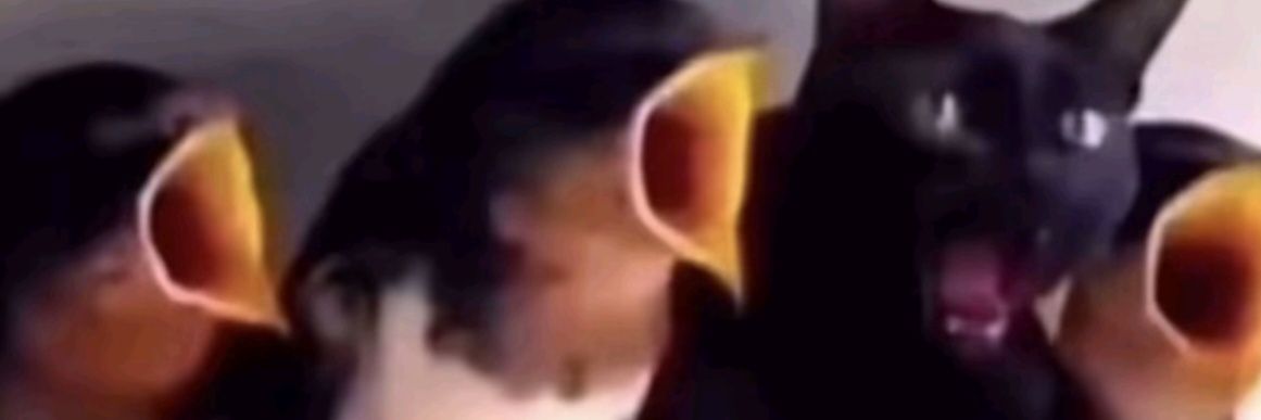 chat_pomme banner