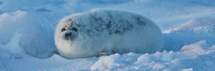 Starrytheseal's profile banner image