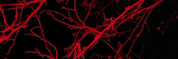 Shinnigummy Profile Banner