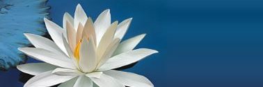 suksaha's profile banner image