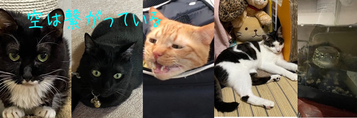 ひーちゃん(光る)🐾こた banner
