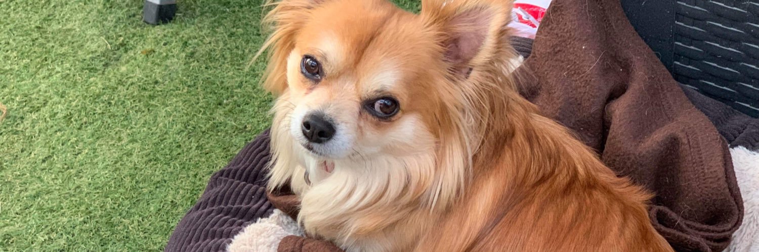 Samantha Cook banner