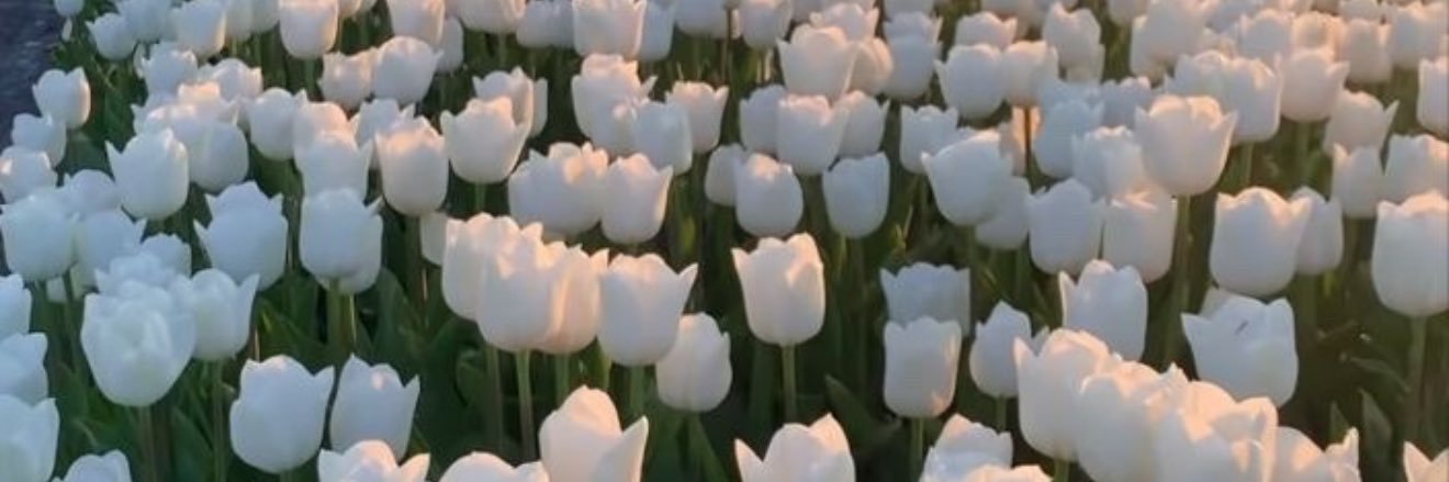 abbie⁷ 🪭 banner