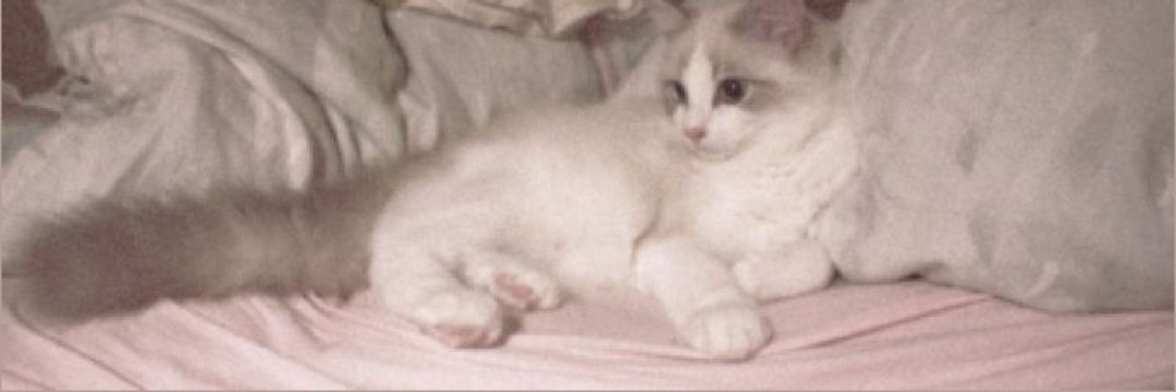 sullen girl | 🦢*ੈ✩‧₊ banner