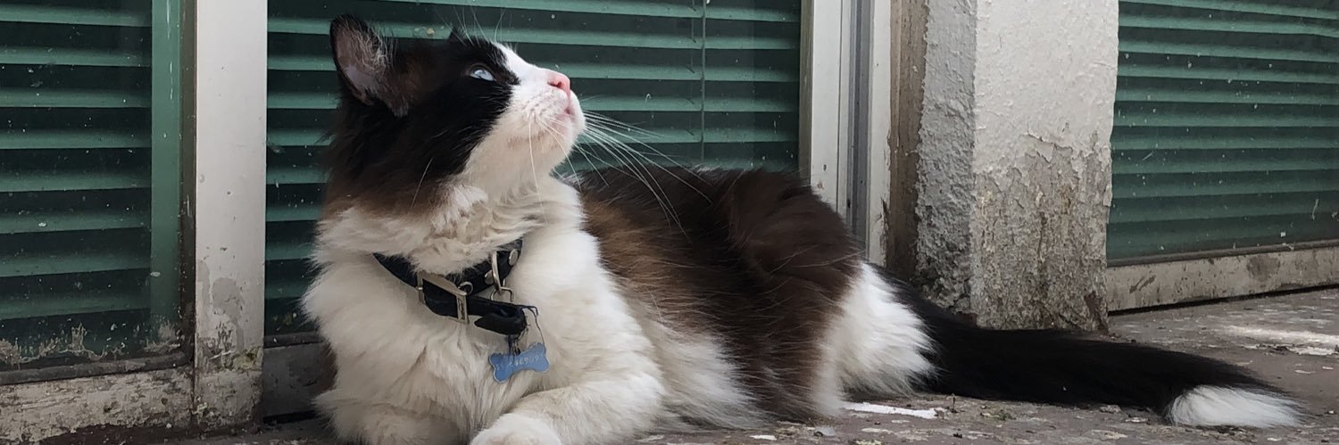 |-/˙⋆✮カットちゃん✮⋆˙ 🕊️👟👹 banner