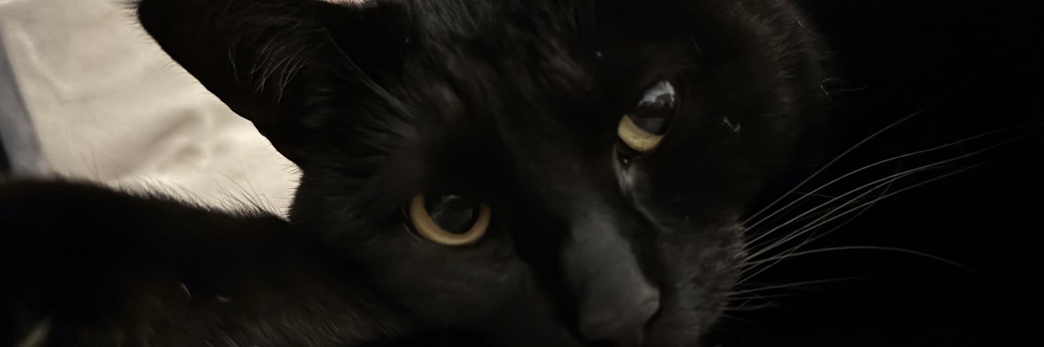 cassandra the cat ⏾ banner
