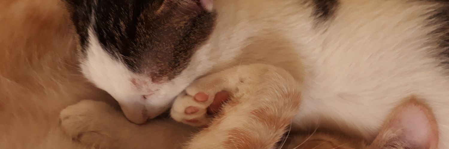 LuZapataZ's profile banner image