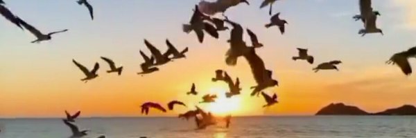 IBSEMTITE Profile Banner