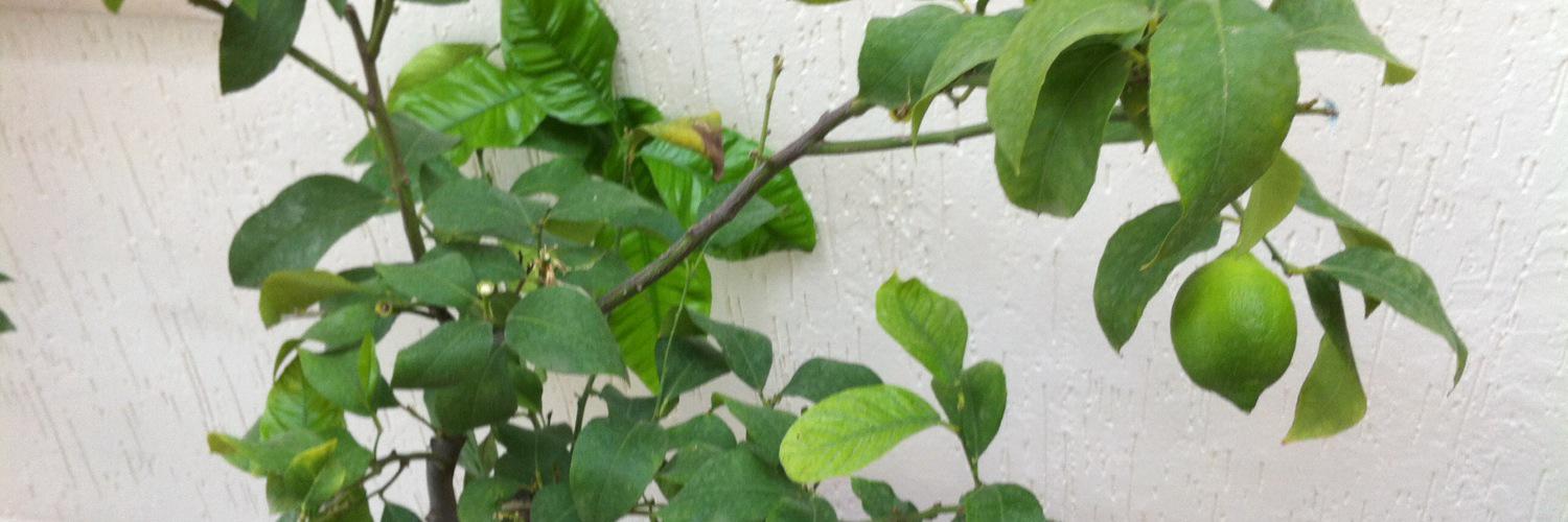 AzizKoru's profile banner image