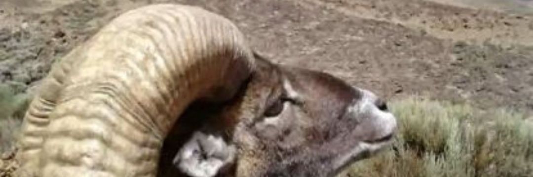 muflón del teide🐏 banner