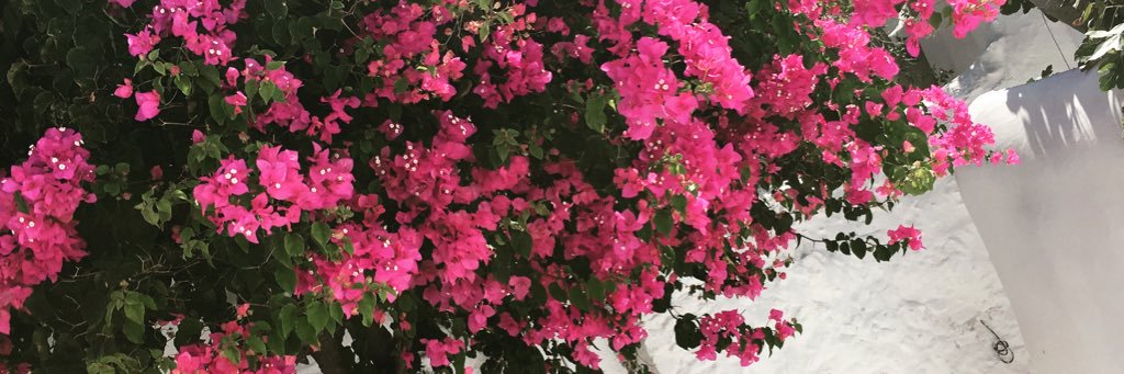 stephaniemmx's profile banner image