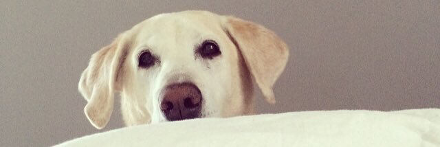 CaseyGro's profile banner image