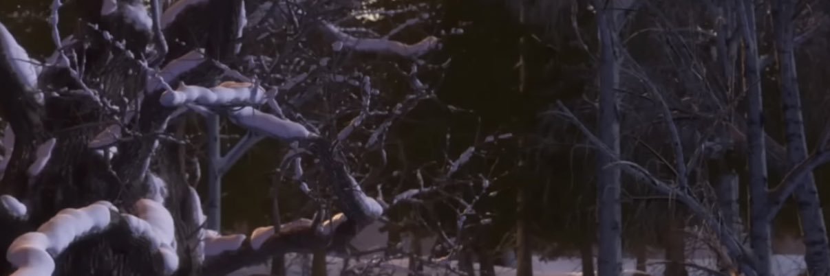 Pillbuggim's profile banner image