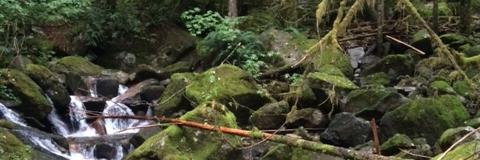 freedmanrobin's profile banner image
