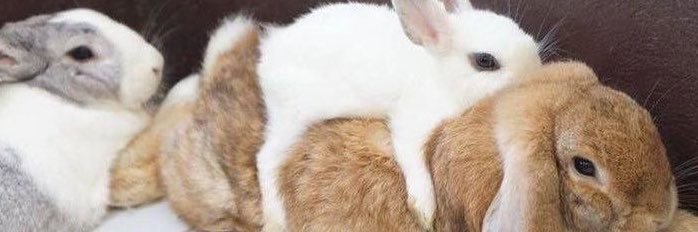 StrawberryLubri's profile banner image