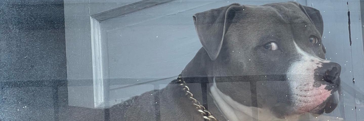 AlleyMo_'s profile banner image