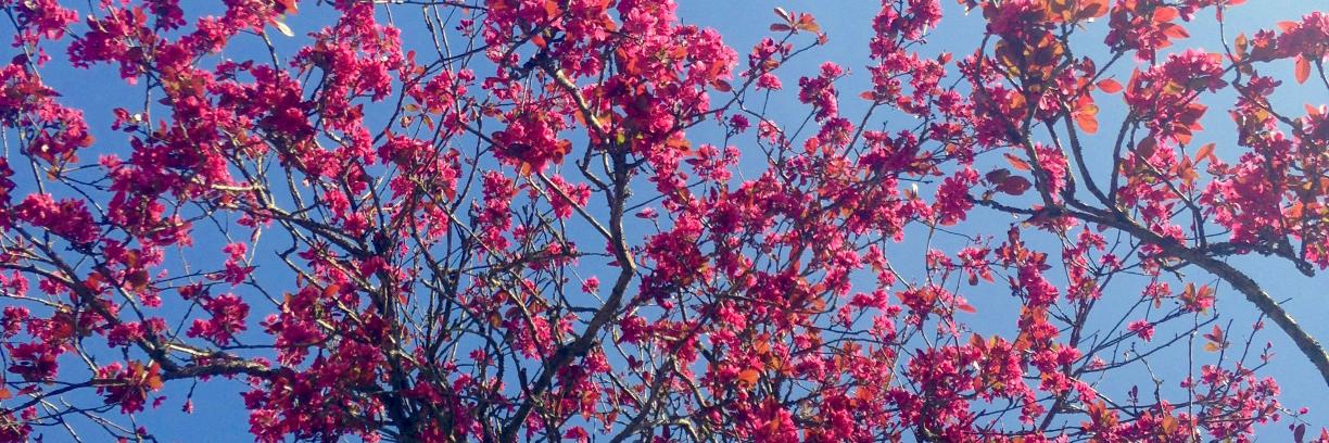 GemSelley Link&Bloom banner