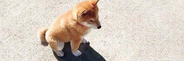 Meatloaf 🐾🐕 banner