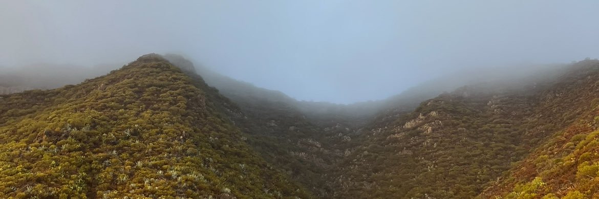 Alfonso Alborada banner