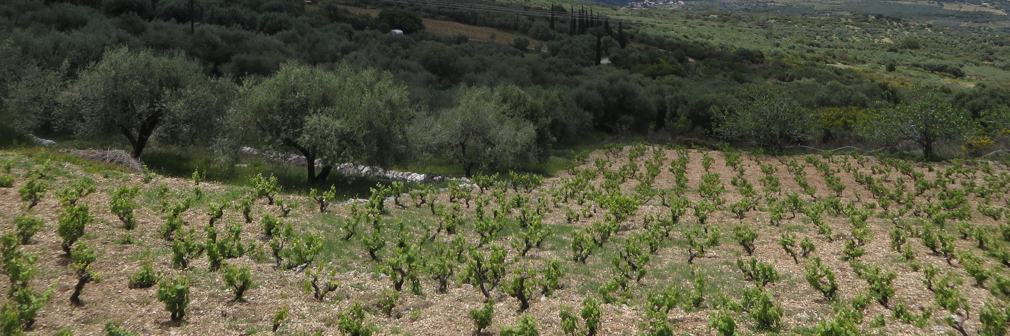 iawines's profile banner image