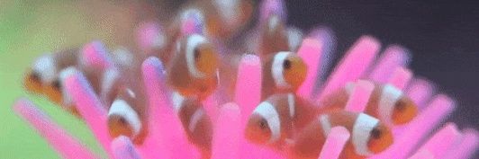 hagingabingadão 🇱🇺 banner