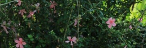 vianavde Profile Banner