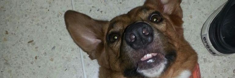 Nedhin Adolfo Pérez Hatten banner