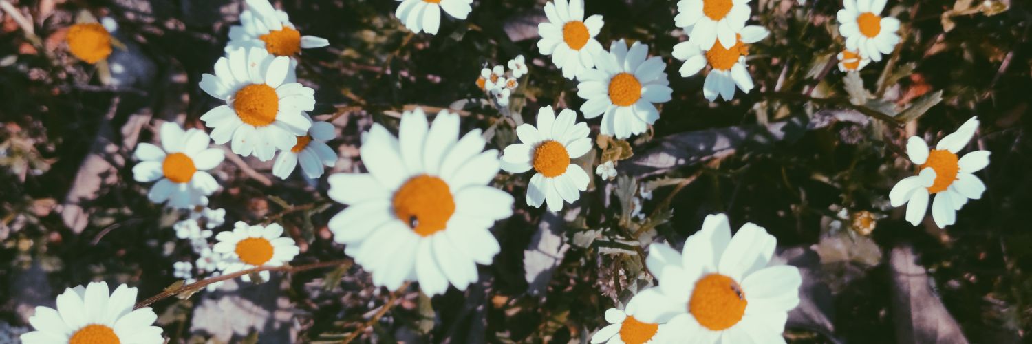 bey_belenguer's profile banner image