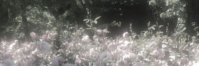 Shietchan's profile banner image