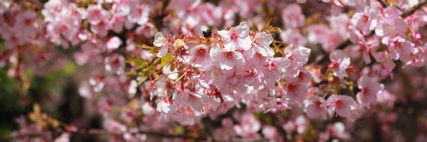 芝(撮影用) banner