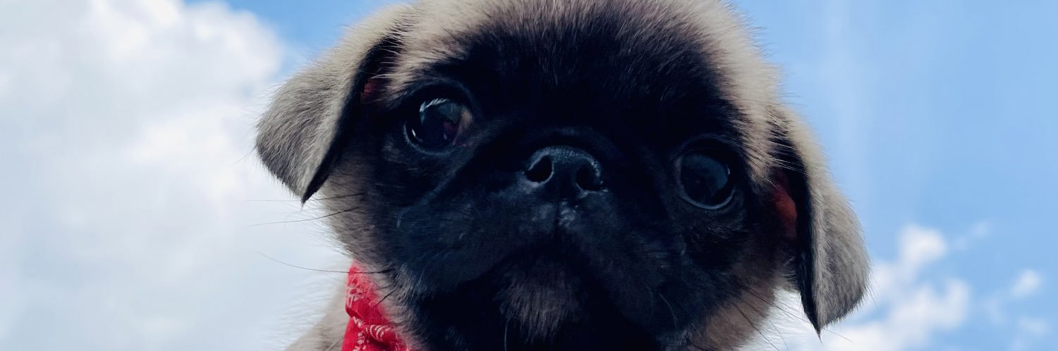 bsrocha_'s profile banner image