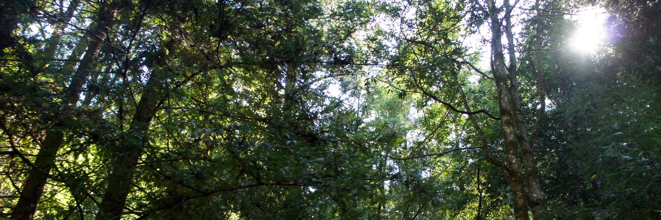 Deborah Graff banner